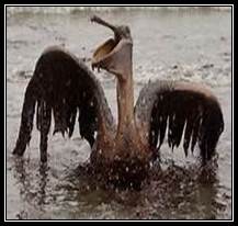 ��������: http://library.brstu.ru/static/exhibitions/eco_130513.files/image020.jpg